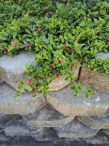 Ground Covers