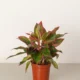 Aglaonema Red Siam