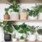 Air-Purifying Plants