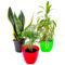 Indoor Plants