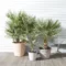 Native Plants