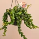Aeschynanthus Radicans