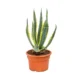 Agave Americana Variegata