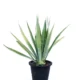 Agave Sisalana