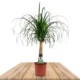 Beaucarnea Recurvata