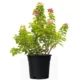 Bougainvillea Pinkpixie