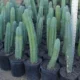 Cactus San Pedro