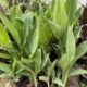 Canna Indica Green