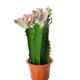 Euphorbia Lactea Outdoor