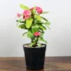 Euphorbia Milii