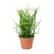 Euphorbia Tirucalli