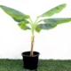 Musa Paradisiaca