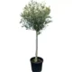 Olea Europea