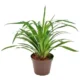 Pandanus Baptistii