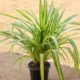 Pandanus Baptistii Variegata