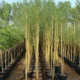 Parkinsonia Aculeata