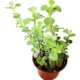 Portulacaria Afra