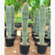Saguaro Cactus