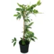 Syzygium Samarangense