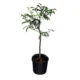 Tamarindus Indica
