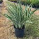 Dianella Tasmanica Variegata