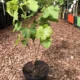 Vitis Vinifera