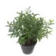 Zanthoxylum Odorum