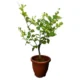Ziziphus Jujuba