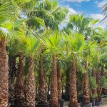 Washingtonia Robusta Palm