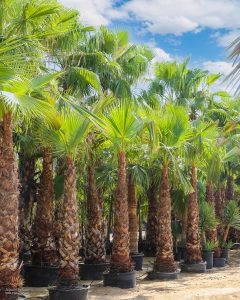 Washingtonia Robusta Palm