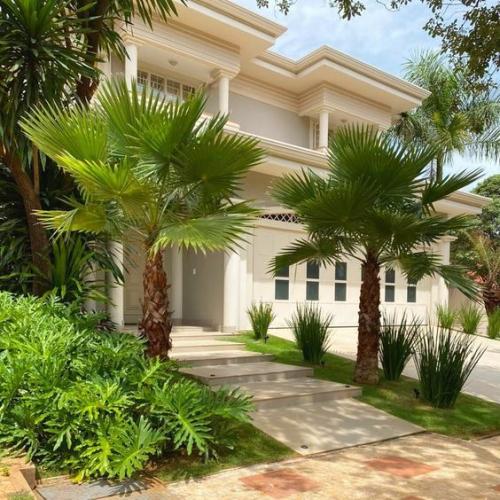 Washingtonia Robusta Palm in the UAE