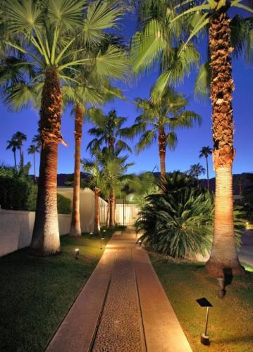 Washingtonia Robusta Palm in the UAE