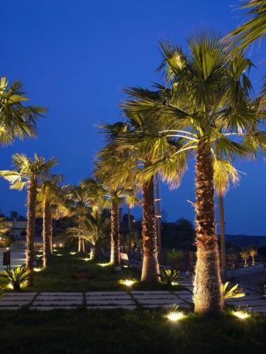 Washingtonia Robusta Palm in the UAE